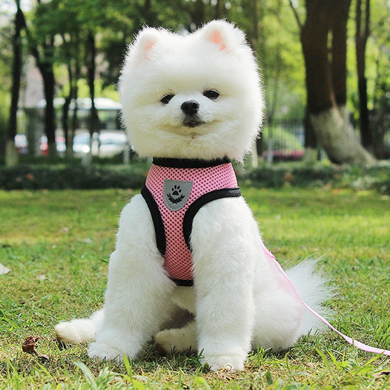 Velora Pets car seat belt lead for safe dog travel