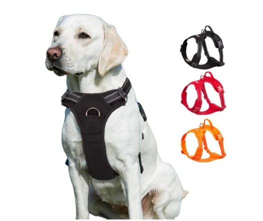 Pet microchipping UK - Velora Pets safety accessories and harnesses